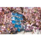 Uszadékfa Szélcsengő - Kék